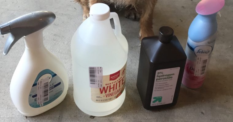 How to Remove Skunk Smell From Your Dog and Home