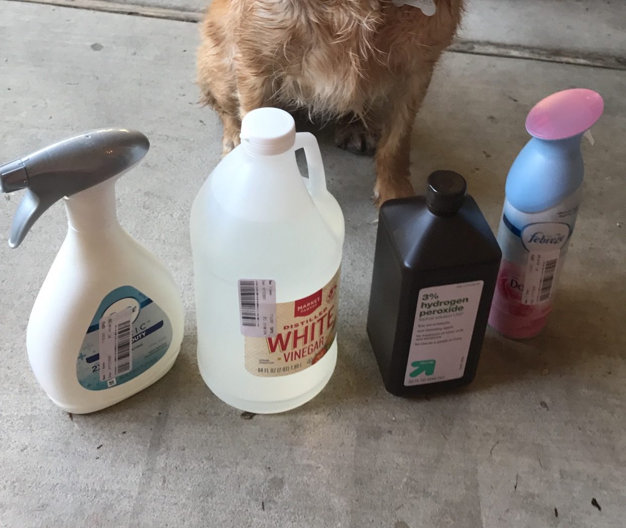 Best way to get skunk sale off a dog