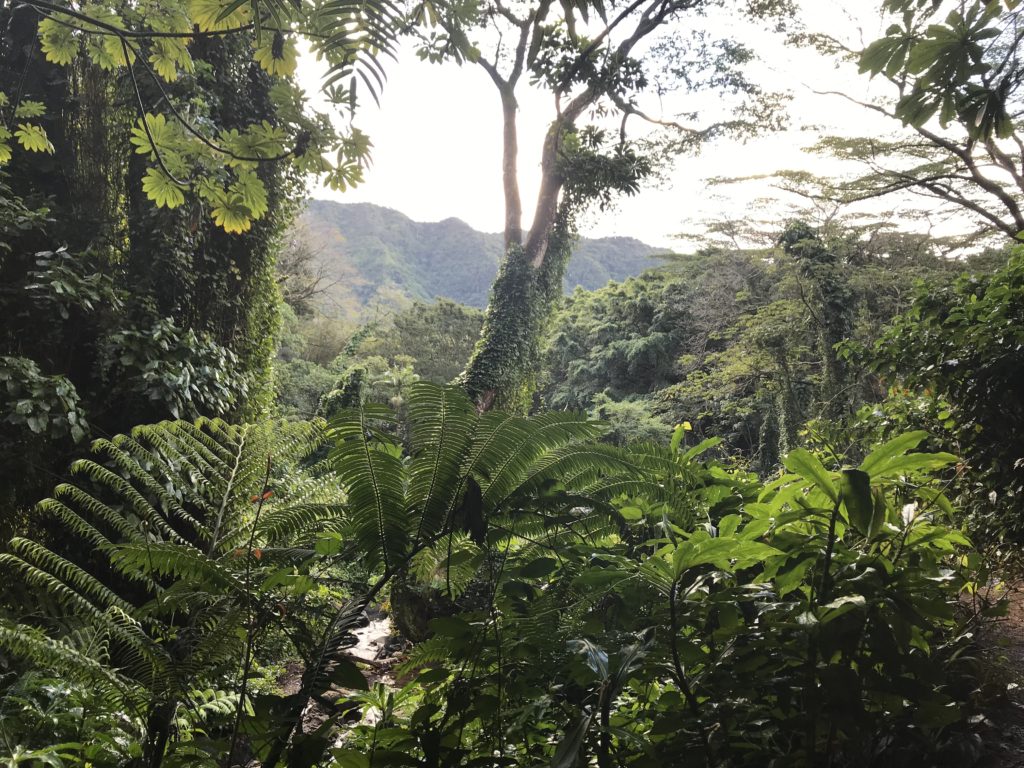 Manoa-Falls-Trail